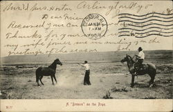 A Bronco on the Rope Postcard