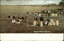 Cranberry Picking on Cape Cod Postcard