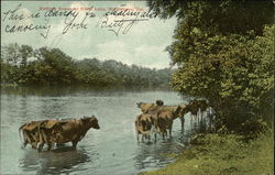 Bathing Scene at Silver Lake - Cattle Postcard