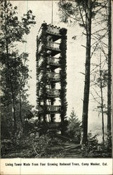 Living Tower made from Growing Redwood Trees Postcard