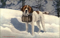 Saint Bernard in the Snow Saint Bernards Postcard Postcard