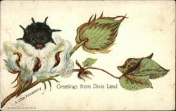 Greetings from Dixie Land, a Little Pickaninny Black Americana Postcard Postcard