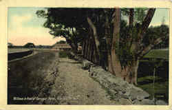 Willows In Front Of Farragut Hotel Postcard