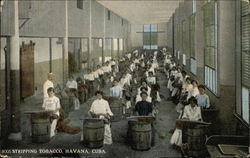 Stripping tobacco Havana, Cuba Postcard Postcard