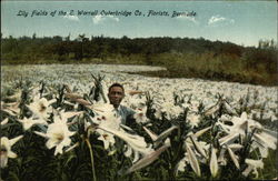 Lily Fields of the E. Worrall Outerbridge Co., Florists Bermuda Postcard Postcard