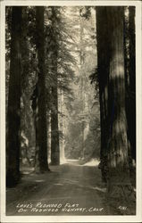 Lane's Redwood Flat on Redwood Highway Postcard