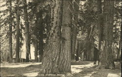 Redwoods - Line Western Pacific Postcard