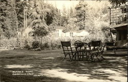 Murphy's Resort Guerneville, CA Postcard Postcard