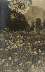 Evening Primrose, Half Dome Yosemite National Park Postcard Postcard