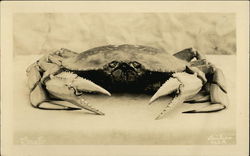 Crab, claws facing front Postcard