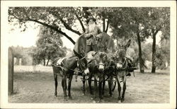 Donkeys Pulling Wagon with Ezra Meeker Postcard Postcard