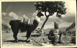 Man and Alpaca in Mountains Postcard