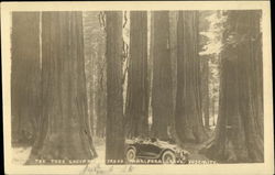 The Todd Group of Big Trees Yosemite National Park Postcard Postcard