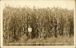 A Broom Corn Field, Lower Rio Grande Valley Postcard