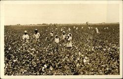 Picking Cotton in the Rio Grande Valley Black Americana Postcard Postcard