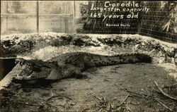 Crocodile, Largest in Captivity, 165 Years Old Postcard