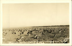 Western Kansas Rabbit Drive - the Biggest Kill Postcard Postcard