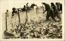 Western Kansas Rabbit Drive - Killing Rabbits in Pen Postcard Postcard