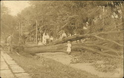 Tree Fallen Across Roadway Athens, NY Postcard Postcard