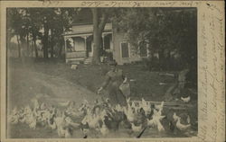 Woman Feeding Chickens Athens, NY Postcard Postcard