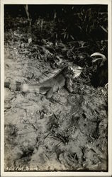 A Six Foot Iguana Postcard