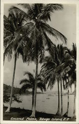 Coconut Palms Taboga Island, Panama Postcard Postcard