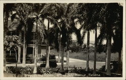 Through the Palms, 4th of July Avenue Panama Postcard Postcard