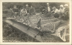 Byano River Alligators Bayano River, Panama Postcard Postcard