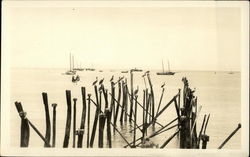 Pelicans, Panama Bay Postcard Postcard