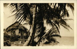 A Tropical Home Postcard