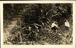 Ruins, Port Lorenzo Panama Postcard Postcard