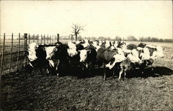 Group of cows Cows & Cattle Postcard Postcard