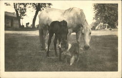 White Horse, Black Pony and Dog Horses Postcard Postcard