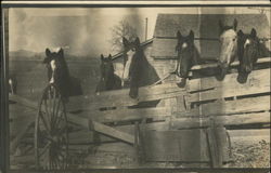 Six Horses Looking Over Fence Postcard Postcard