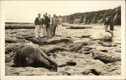 Dead Whale on Beach Postcard Postcard