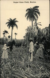 Sugar Cane Field Mexico Postcard Postcard