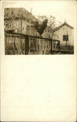 Rooster on Fence Postcard