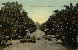 Gathering Oranges in Florida Postcard Postcard