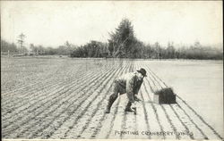 Planting Cranberry Vines Postcard