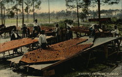 Washing Oranges Florida Fruit Postcard Postcard