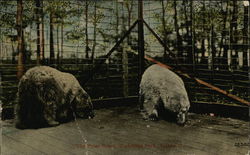 The Polar Bears, Waldridge Park Postcard