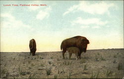 Lunch Time Flathead Valley, MT Postcard Postcard