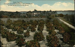 Glimpse of an Orange Grove and Homestead Florida Postcard Postcard