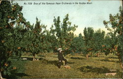 One of the famous pear orchards in the golden west Fruit Postcard Postcard