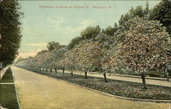 Magnolias in Bloom on Oxford Street Rochester, NY Postcard Postcard