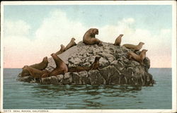 Seal Rocks Postcard