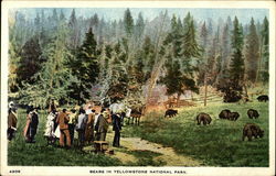 Bears in Yellowstone National Park Postcard