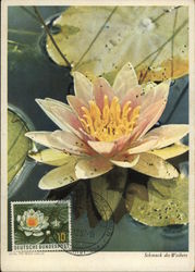 Water Lily Postcard