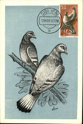 Stamp of Two Birds Maximum Cards Postcard Postcard