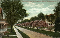 Magnolias in Bloom, Oxford Street Postcard